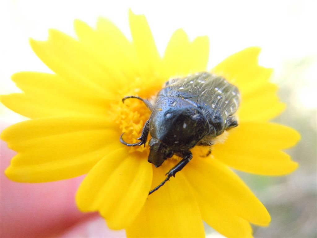 Folla al mercato dei fiori (Oxythirea e Halictidae)